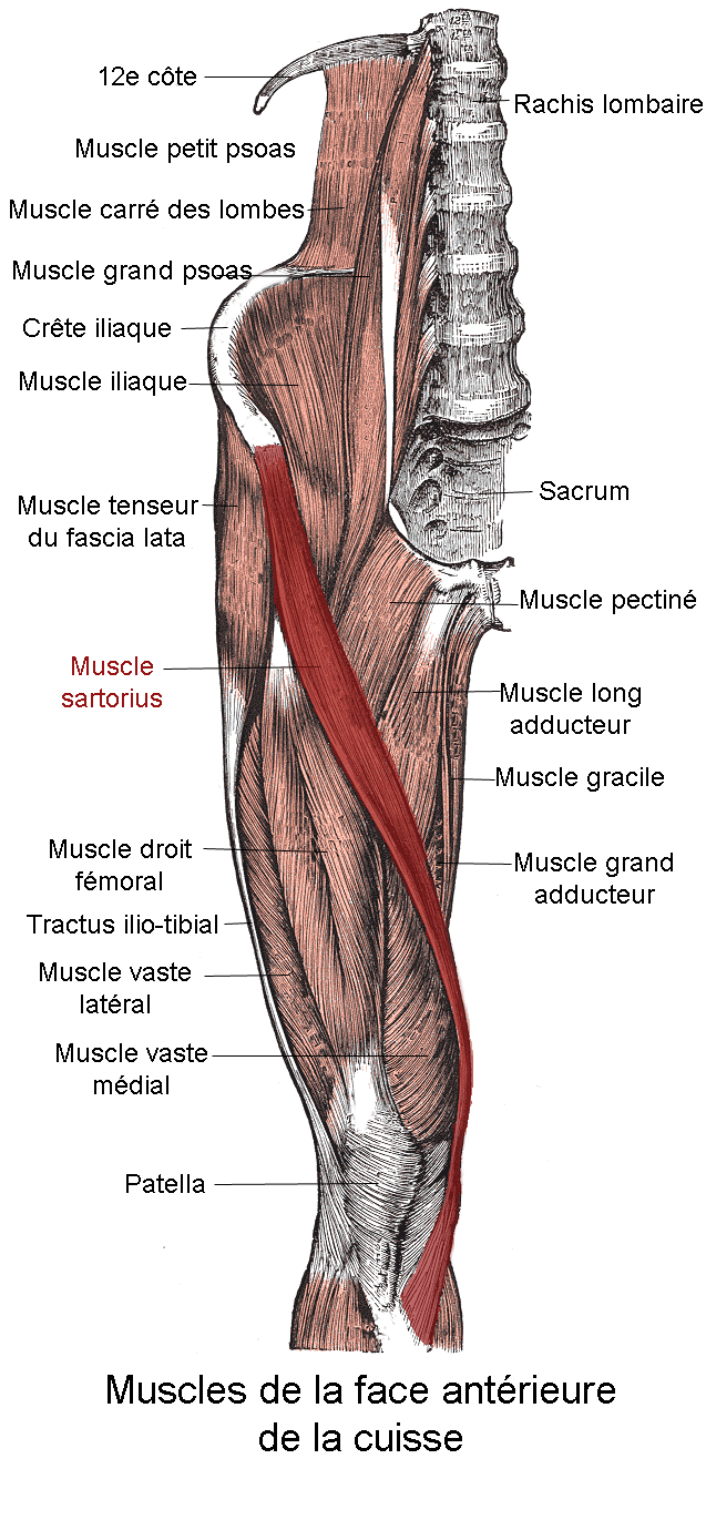 Muscle sartorius PhysioStudent